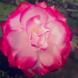 Discounts on Bundles...yes!